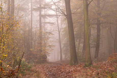 Beauty of autumn