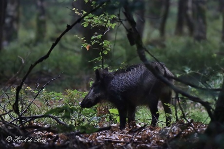 Everzwijn onder de bomen.