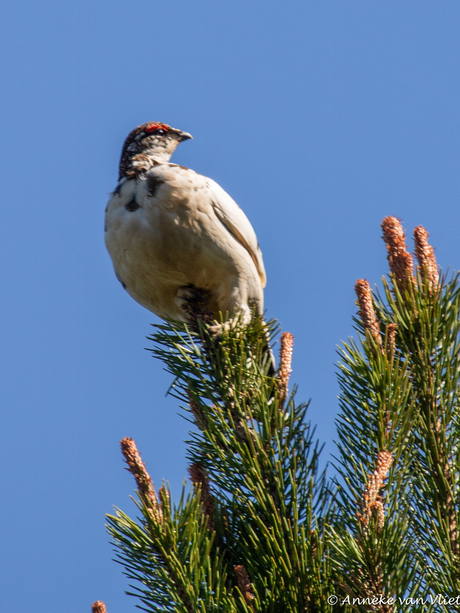 De IJslandse Alpensneeuwhoen (Lagopus muta islandorum)