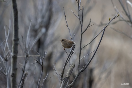 Winterkoninkje in spreidstand 