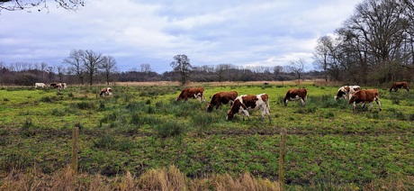 De koeien van de genneper hoeve