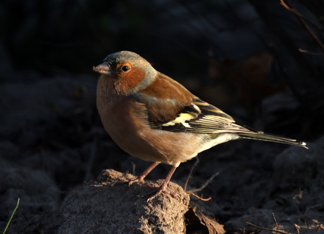 vink
