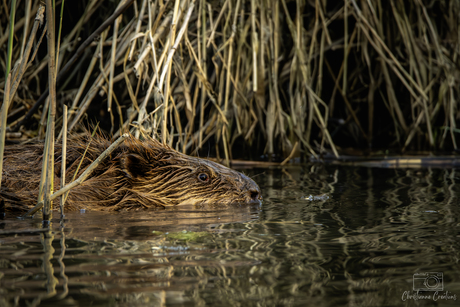 Bever in de Biesbosch
