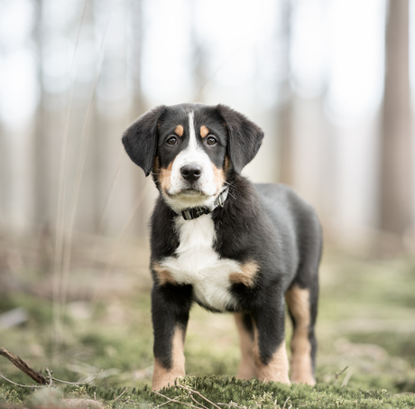 Buddy de zwitserse sennerpup