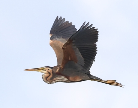 Purperreiger ..
