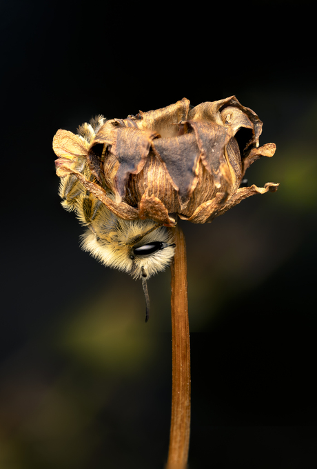 Slapende pluimvoetbij