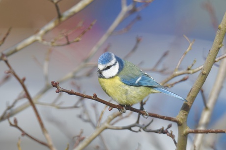 Hoe blauwer..