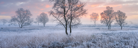 (F)Rozendaalse Veld