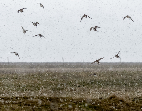 Goudplevieren in een regenbui.