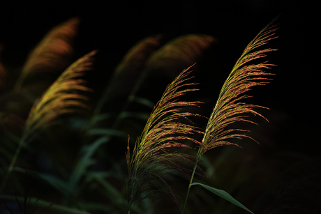 Riet 