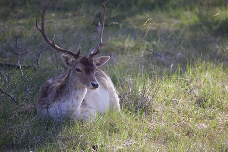 Bok in afwachting