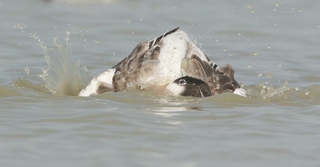  badderende juveniele bergeend 
