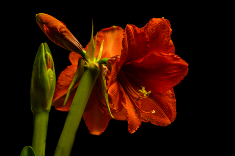 Amaryllis