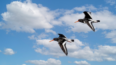Scholeksters in vogelvlucht