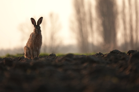 Haas in tegenlicht
