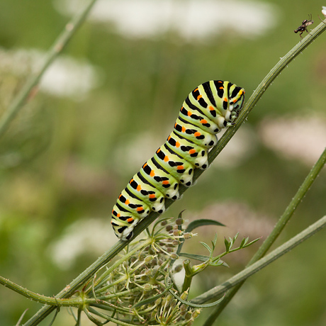 Rups Koninginnenpage.