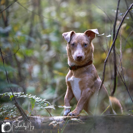 Jack Russel maar dan anders