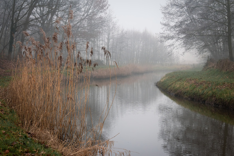 Beek in de mist
