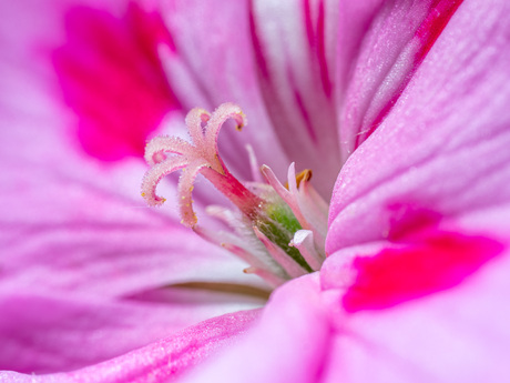Hart van een geranium