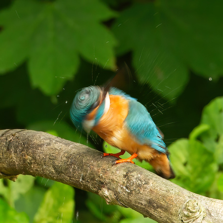 IJsvogel