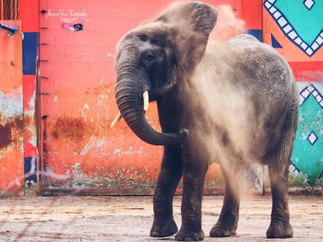 Zanddouche Afrikaanse Olifant