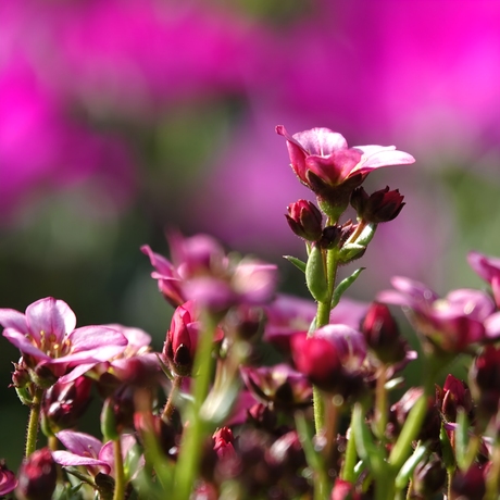 Het voorjaar ontwaakt