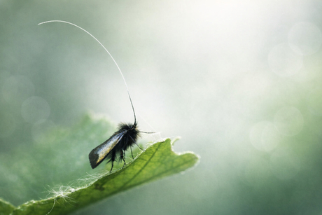 Smaragdlangsprietmot