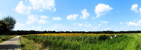 P1260322 . Nieuwkuijk polder  SNEL Panorama   Zonnebloemen veld 25 aug 2024  