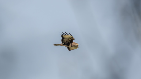 Buizerd