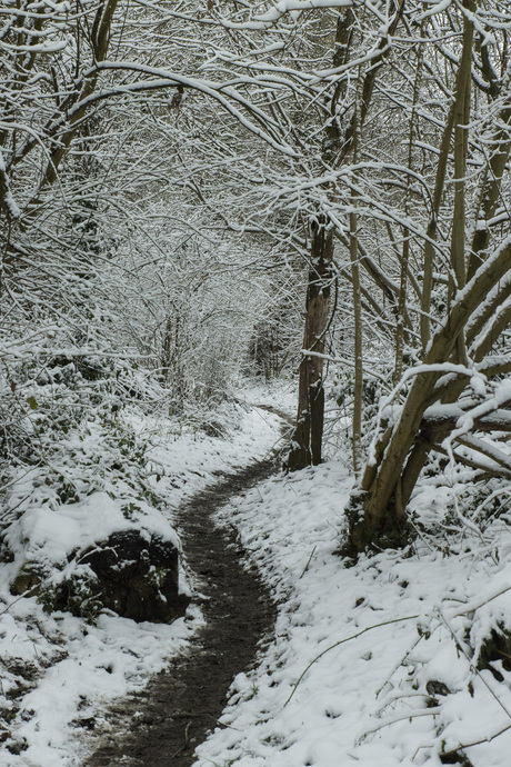 Winter in Savelsbos 