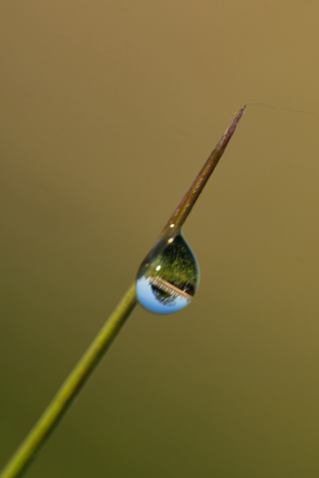 Dauwdruppel aan een grasspriet met spiegelbeeld met een druppel erop