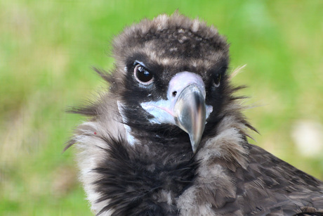 Monk vulture