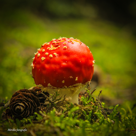 Paddenstoelen 