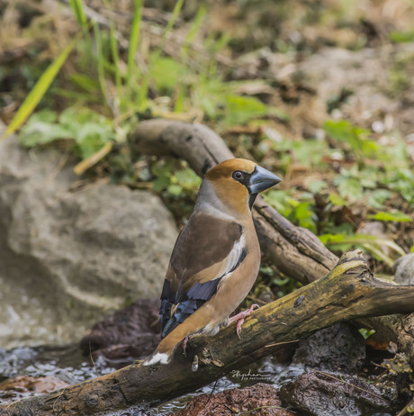 De Appelvink