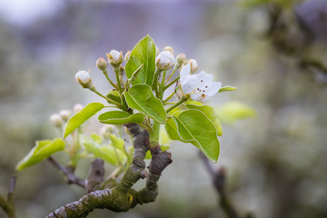 Appelbloesem