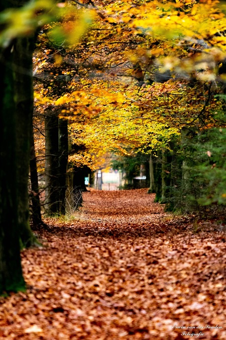 Als de herfst eraan komt