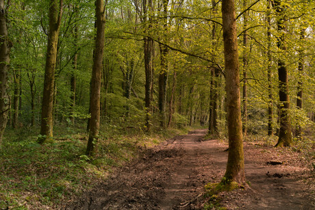 Het Bos