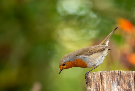 Roodborst