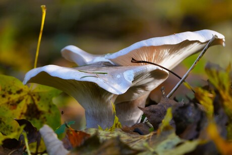 Herfst tinten