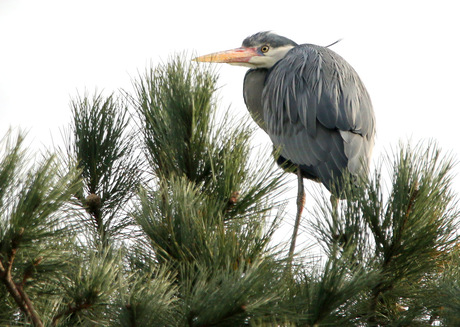 blauwe reiger