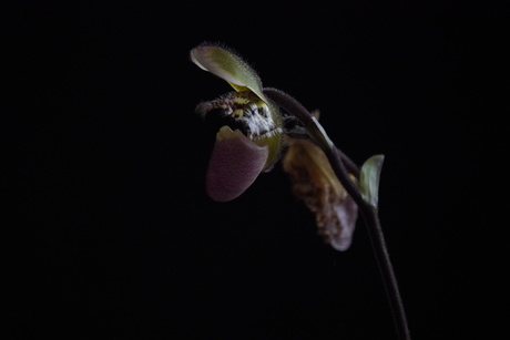 Paphiopedilum