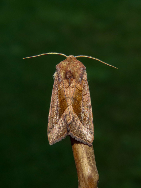 Aardappelstengelboorder