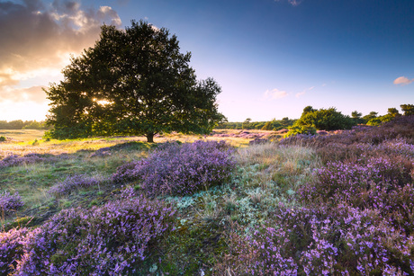Heide op Drouwenerzand
