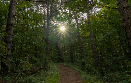 Zonnestralen