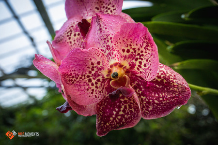 Orchidee (× Ascocenda) - foto van NiceMomentsPhotographyNL - Natuur -  Zoom.nl