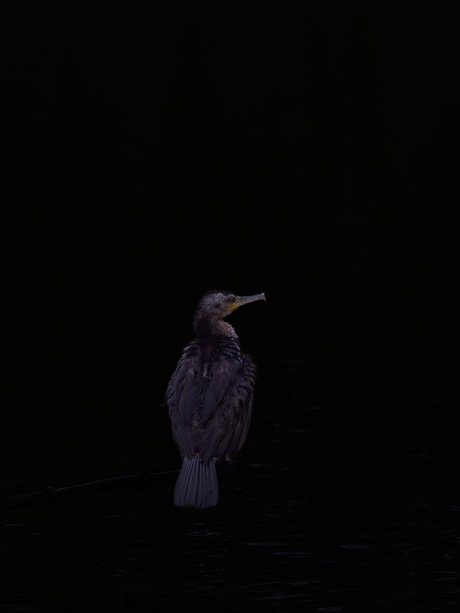 Aalscholver in het donker