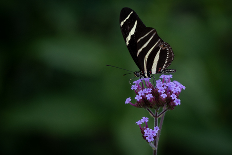Zebravlinder op bloem