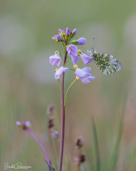 Orangetip