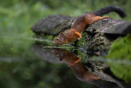 Eekhoorn met dorst