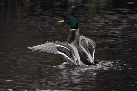 op een mooie zondagmiddag wandeling .......